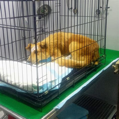 bonbon cebu city|Bonbon survives cruelty; hunt for suspect starts .